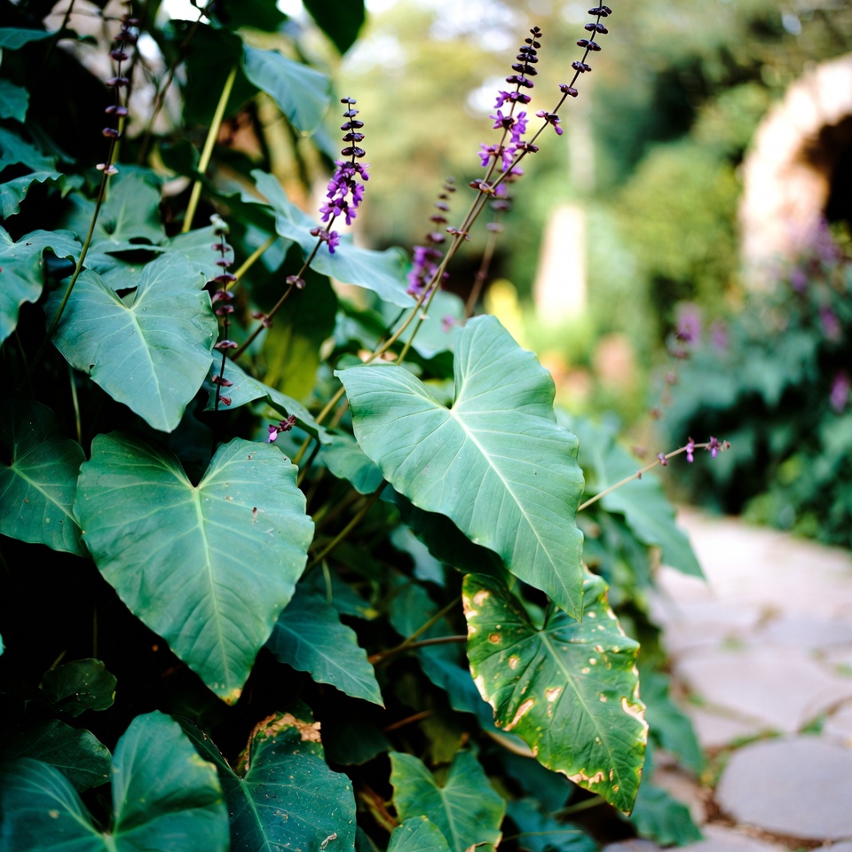 Découvrez le trésor caché dans votre jardin : pourquoi cette plante vaut son pesant d’or !