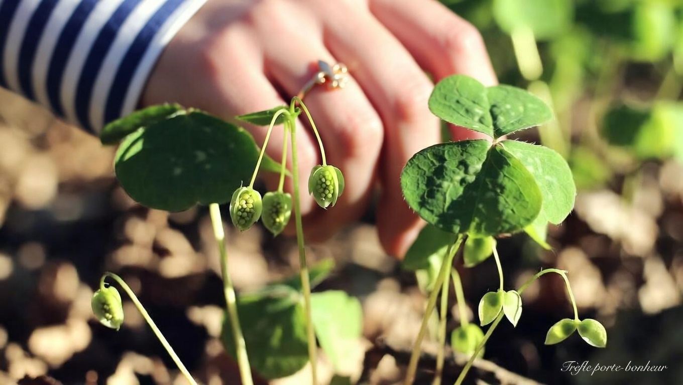 Découvrez les usages quotidiens surprenants de cette plante commune à quatre feuilles qui pousse dans votre jardin