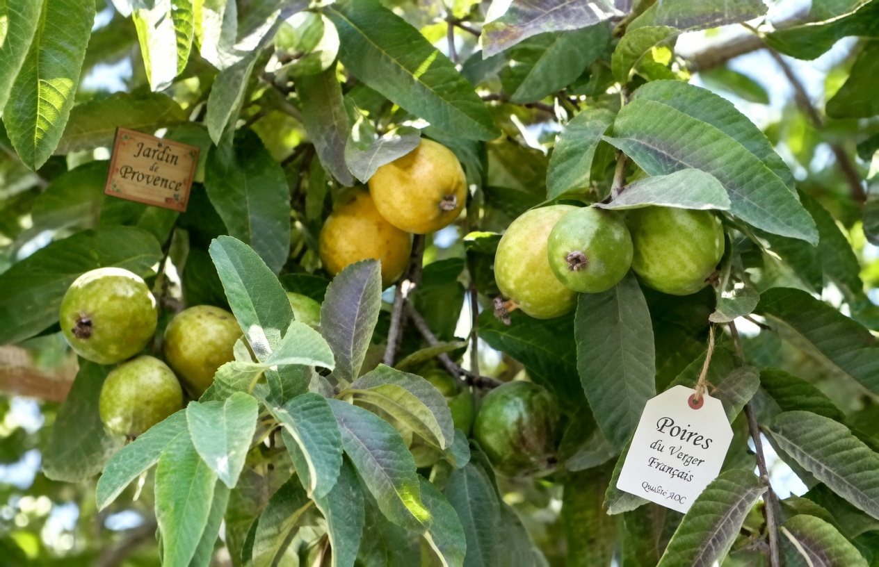 Explorer le potentiel du thé de feuilles de goyavier pour favoriser la santé cardiaque