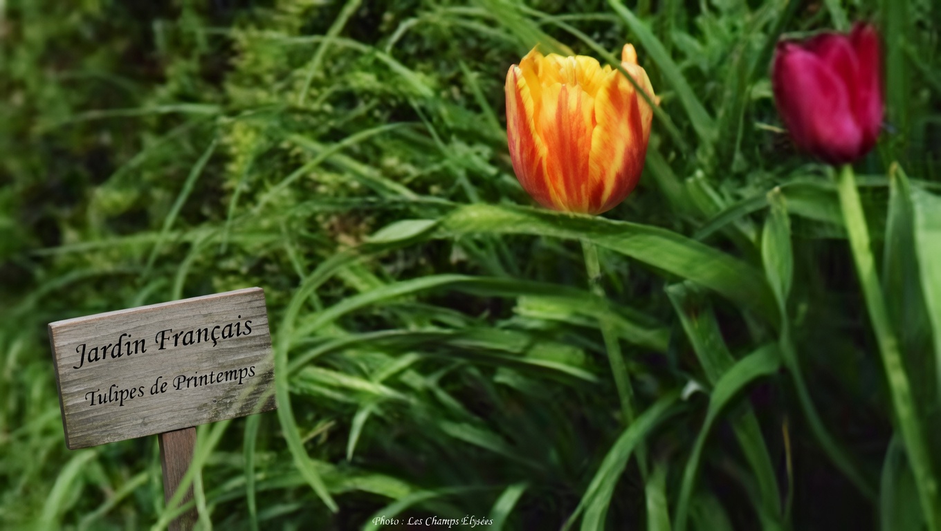 Découvrez les bienfaits surprenants de mettre une feuille de laurier dans vos chaussettes