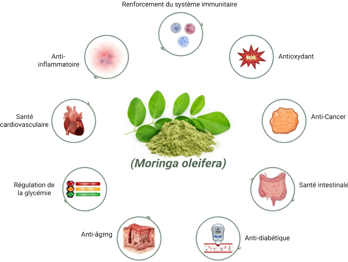 Quels sont les bienfaits nutritionnels potentiels des graines de moringa ? Un regard plus attentif sur ce superaliment riche en nutriments