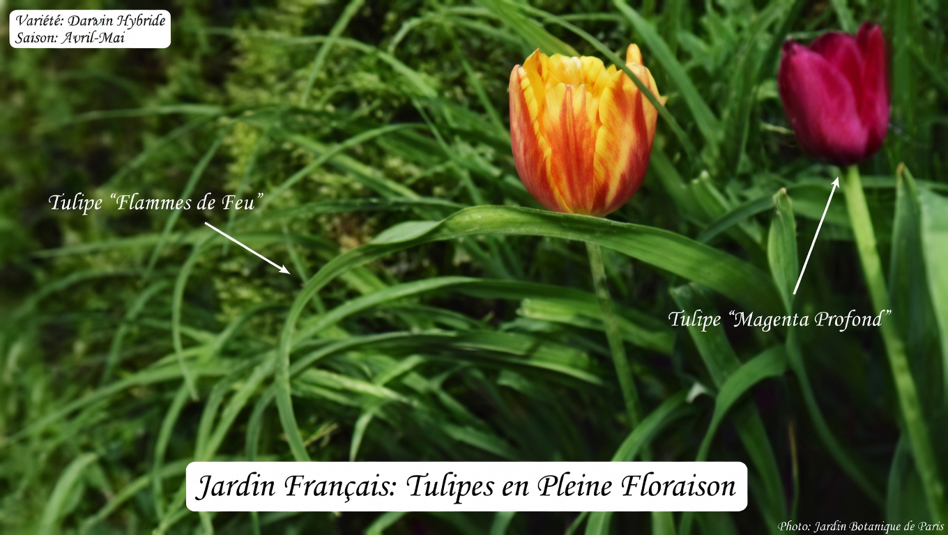 30 bienfaits incroyables du grand plantain (Plantago major)