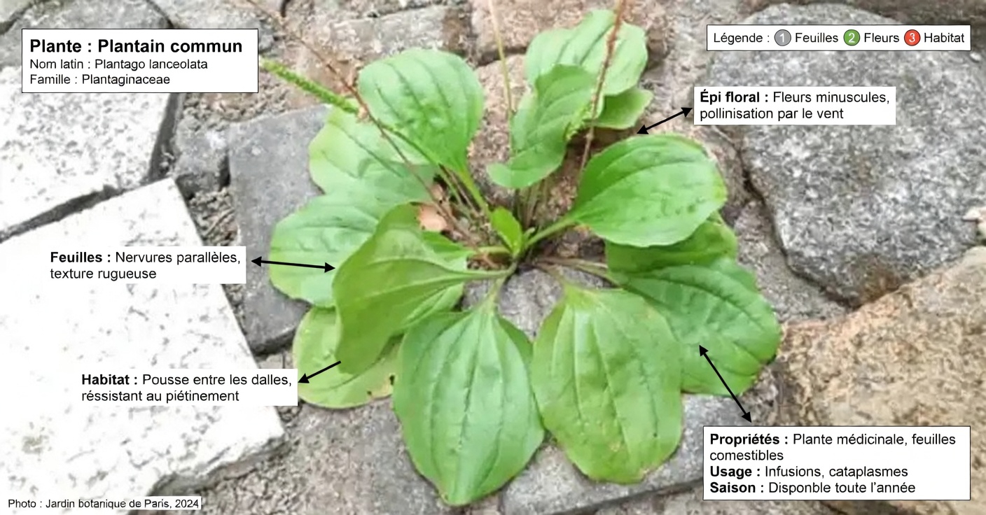 30 bienfaits incroyables du grand plantain (Plantago major)