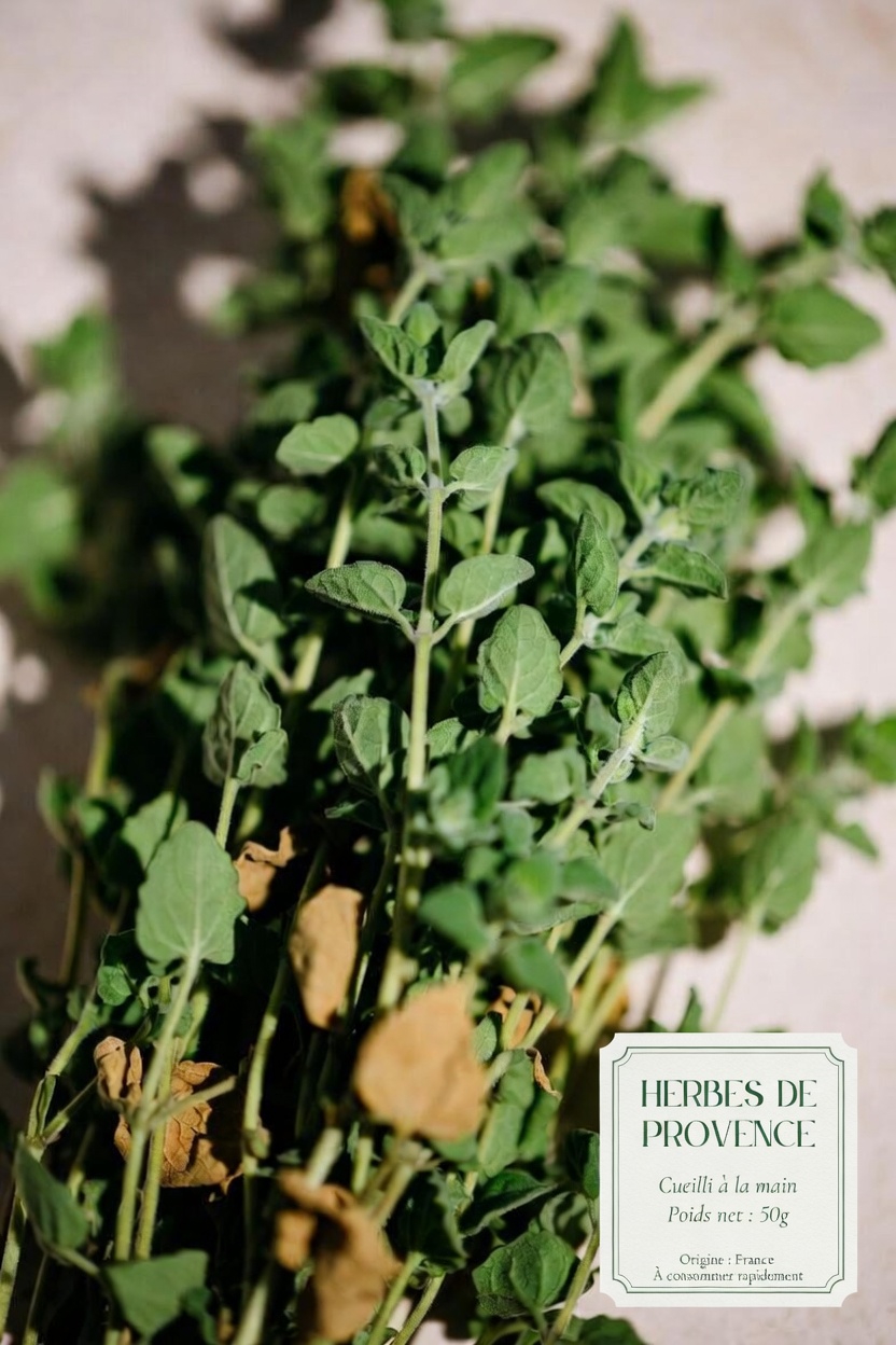 Qu’est-ce qui distingue l’origan ?