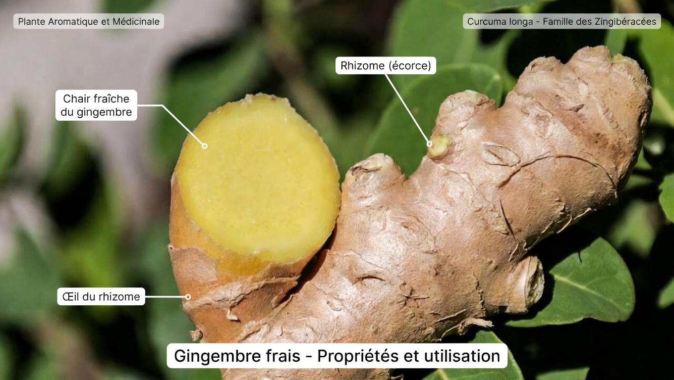 Faut-il vraiment éviter le gingembre ? Ce que disent des sources fiables sur les préoccupations potentielles