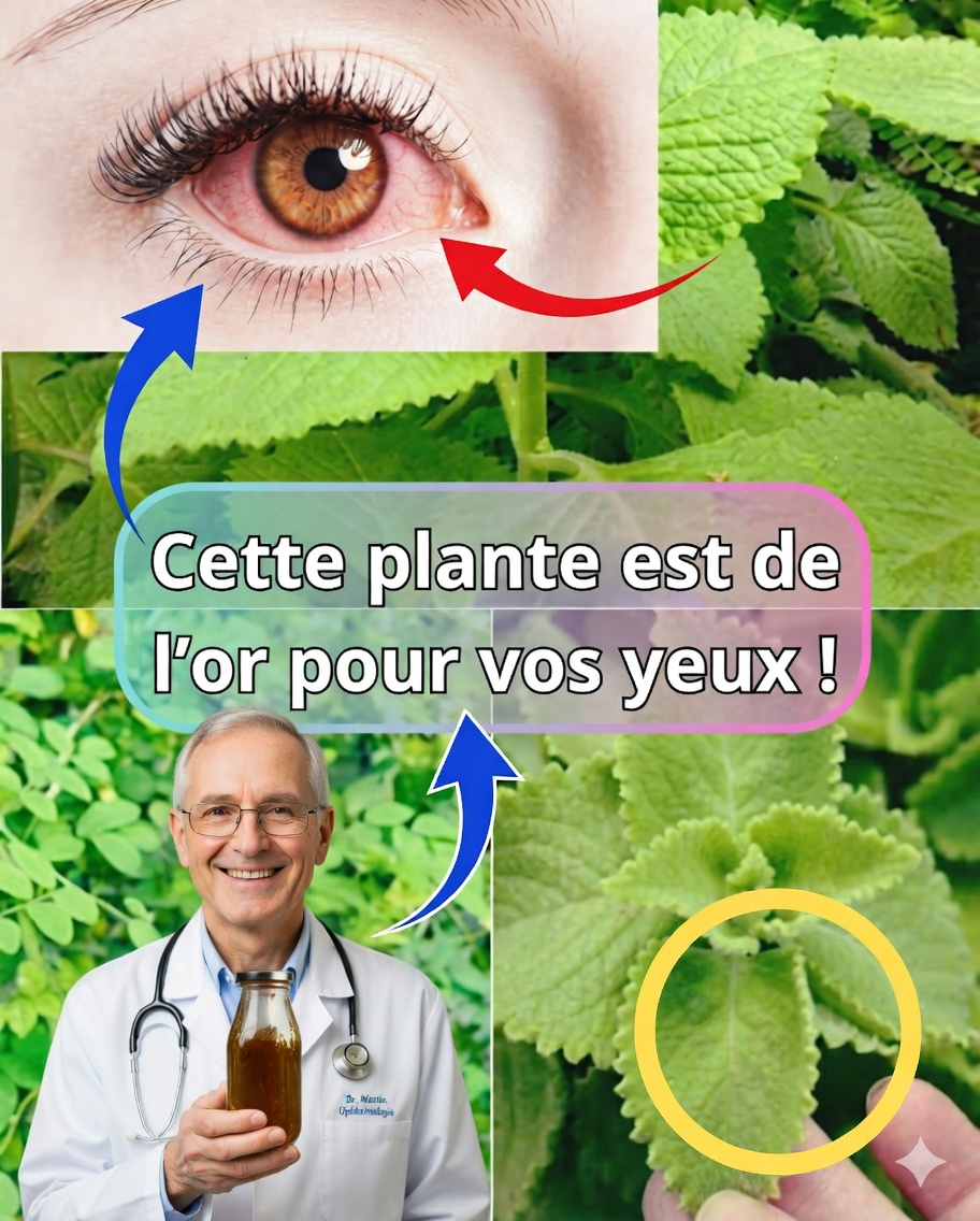 L’origan orejón pour la santé des yeux : bienfaits, remèdes naturels et mode d’emploi 🌿👁️