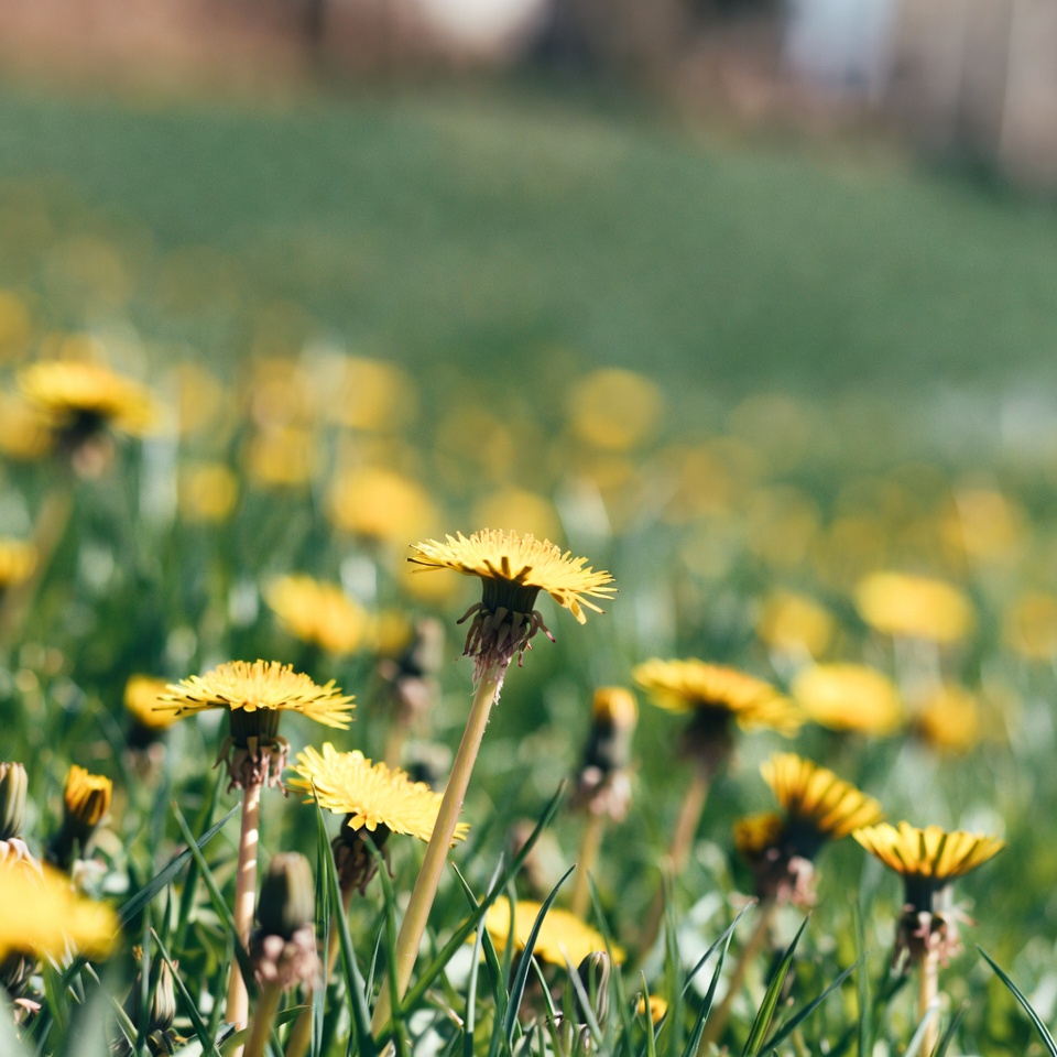 25 façons de faire des pissenlits la meilleure partie de votre printemps