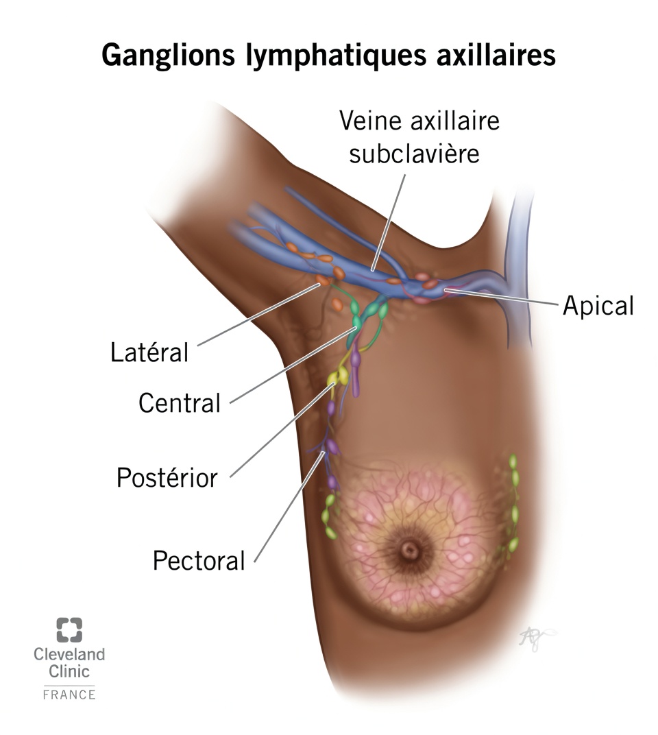Les ganglions lymphatiques de l’aisselle expliqués avec des habitudes du quotidien qui aident le haut du corps à se sentir plus léger et soutenu