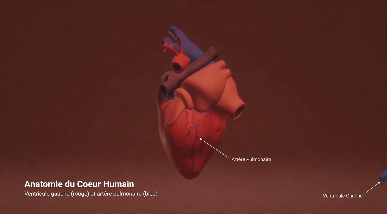 L’antibiotique naturel qui aide à combattre les infections de la vessie et des reins même après quelques traitements