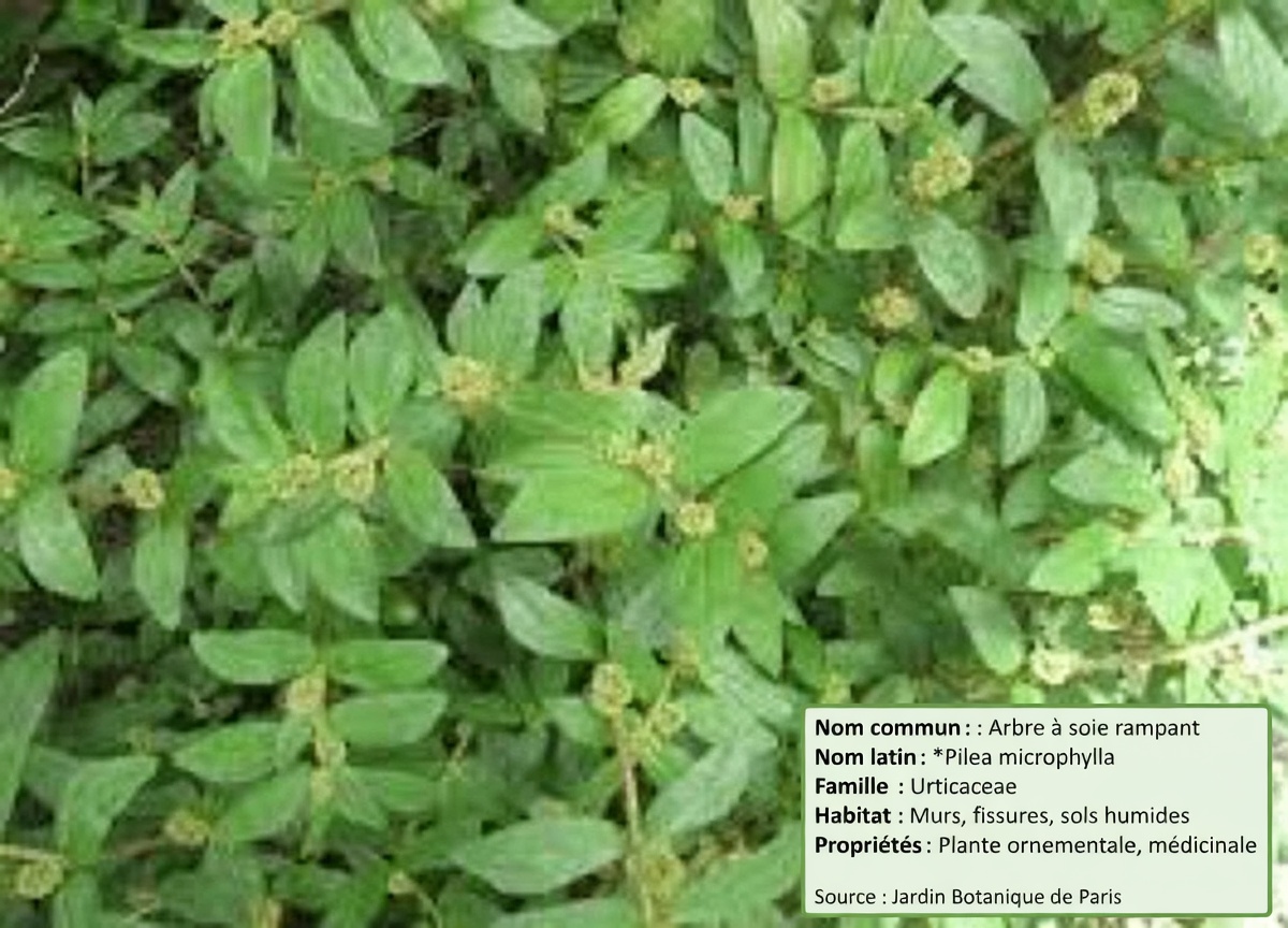 Découvrez les surprenants bienfaits potentiels de l’asclépiade à grandes feuilles pour le bien-être quotidien