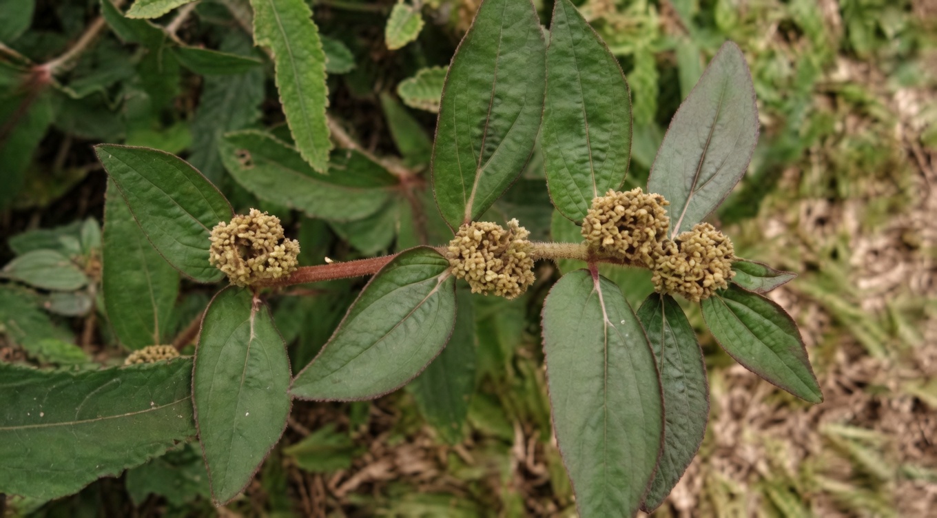 Découvrez les surprenants bienfaits potentiels de l’asclépiade à grandes feuilles pour le bien-être quotidien