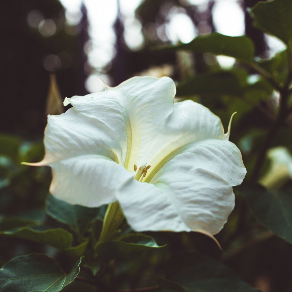 Méfiez-vous de la beauté mortelle du datura.