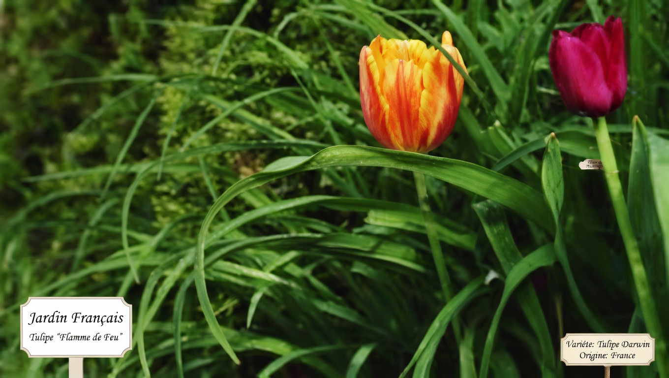 Le puissant pissenlit : le trésor caché de la nature