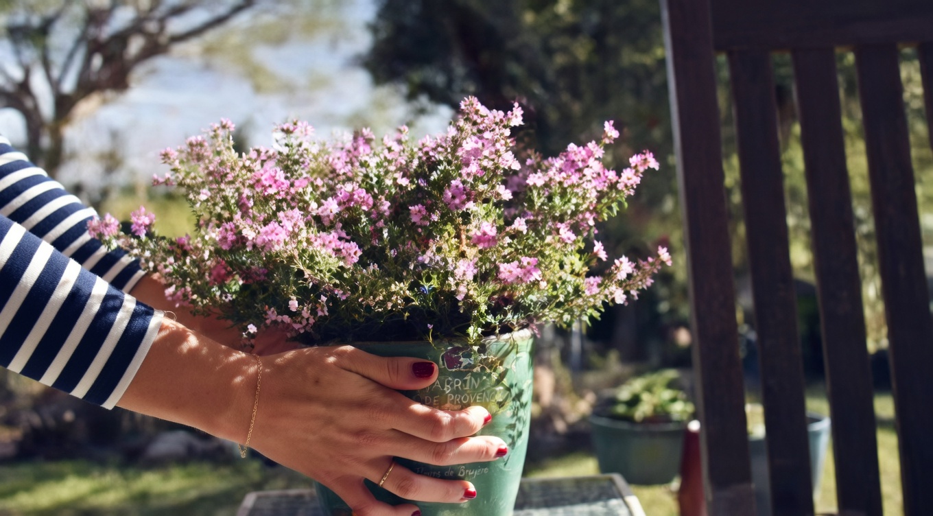 Le puissant pissenlit : le trésor caché de la nature