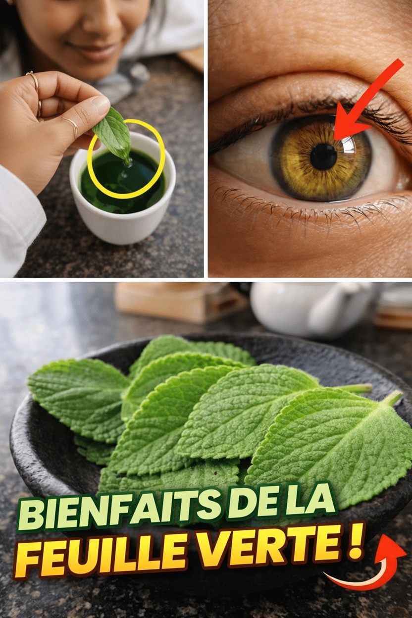 Découvrez comment intégrer la bourrache indienne à votre routine quotidienne pour un soutien potentiel à la santé des yeux et des bienfaits pour le bien-être