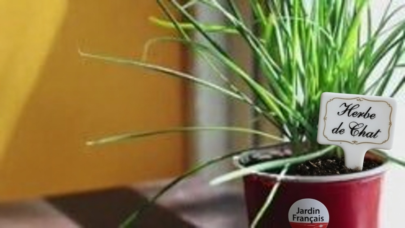 11 bienfaits surprenants de la feuille miracle de vie