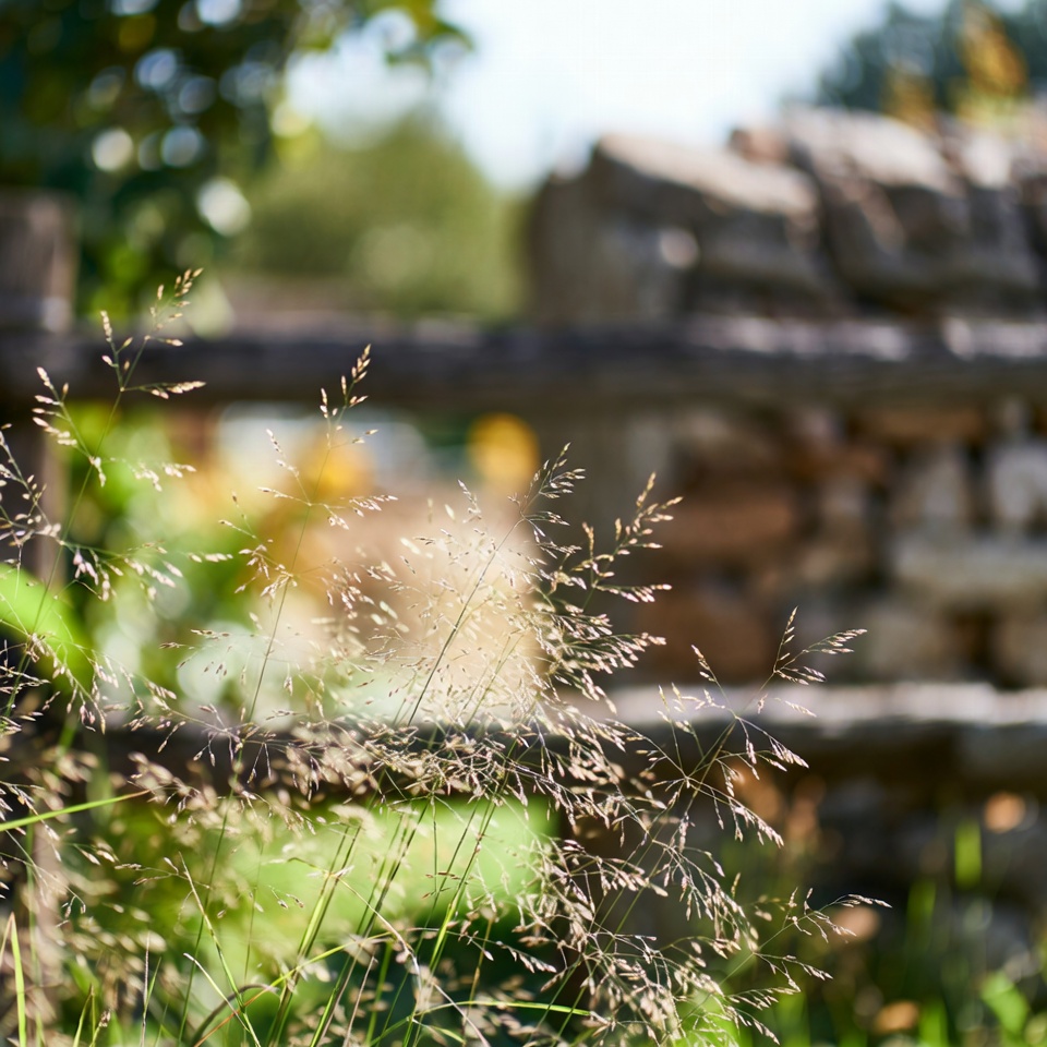 Bienfaits et utilisations de la digitaire