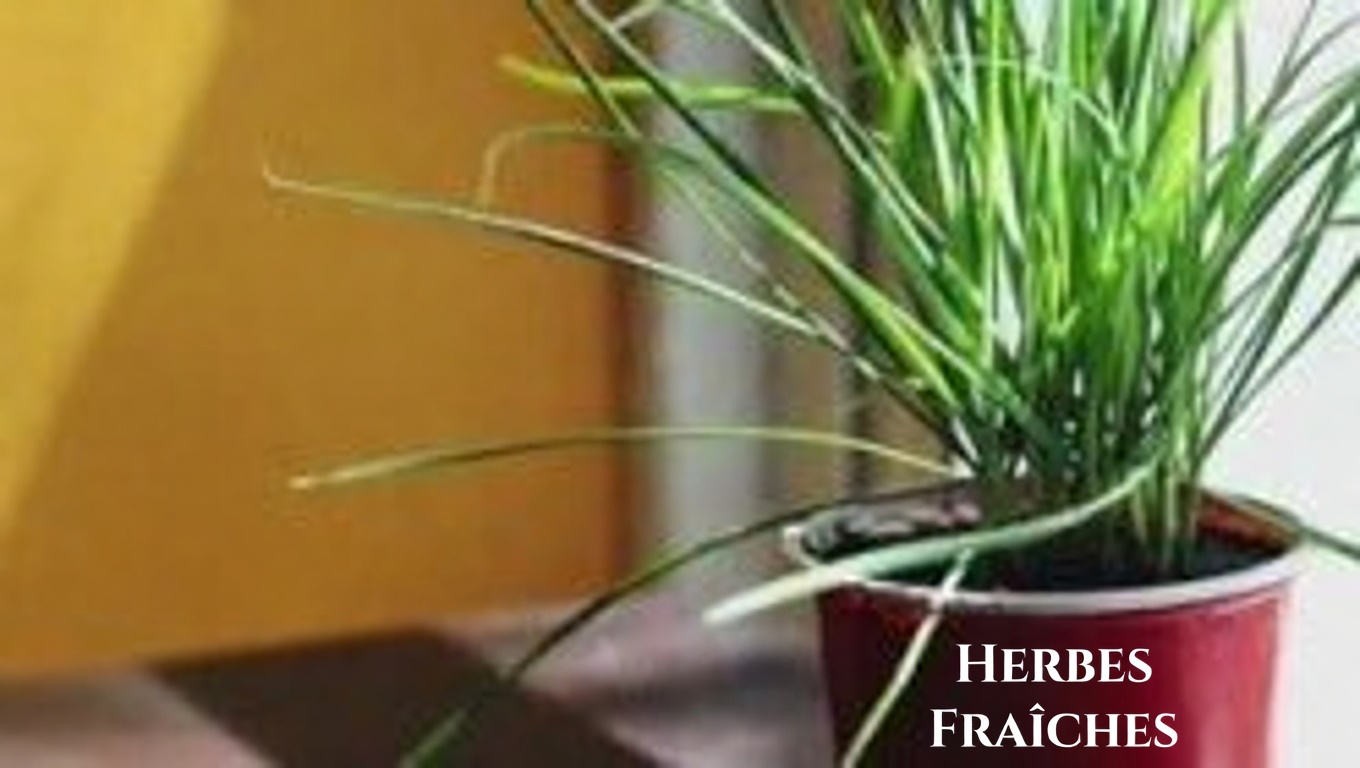 Le genévrier : guide complet de ses bienfaits et utilisations