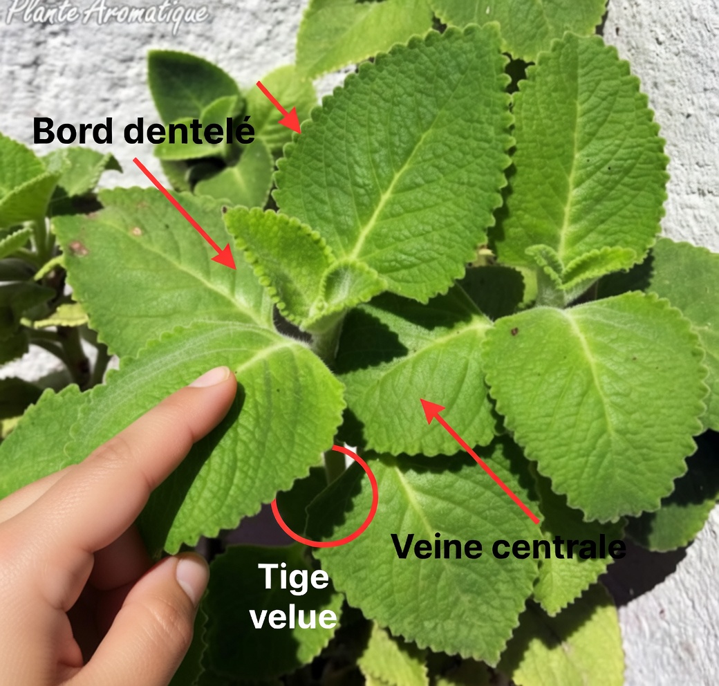 13 bienfaits pour la santé de l’origan orejón et comment l’utiliser