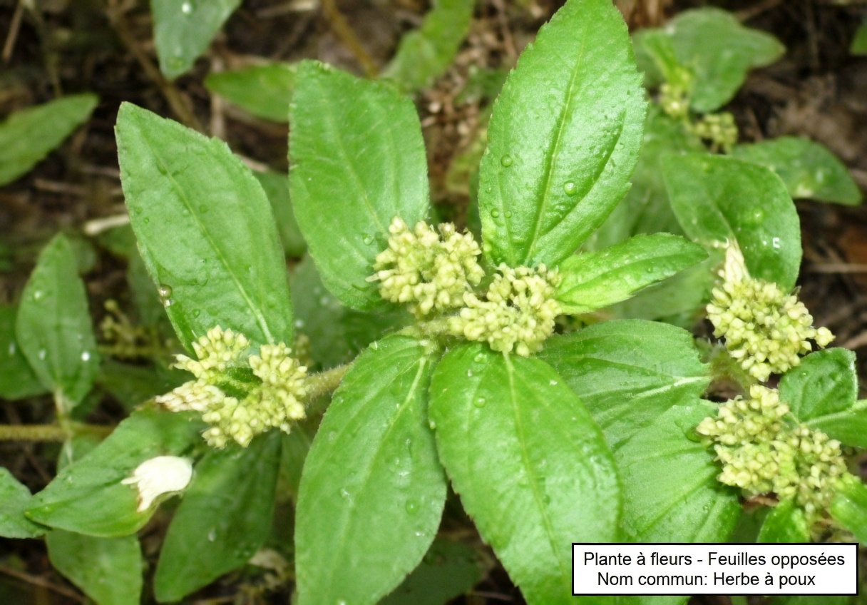 Explorer des approches naturelles à base de plantes pour soutenir la santé de la peau : ce que les gens disent de cette plante sauvage commune