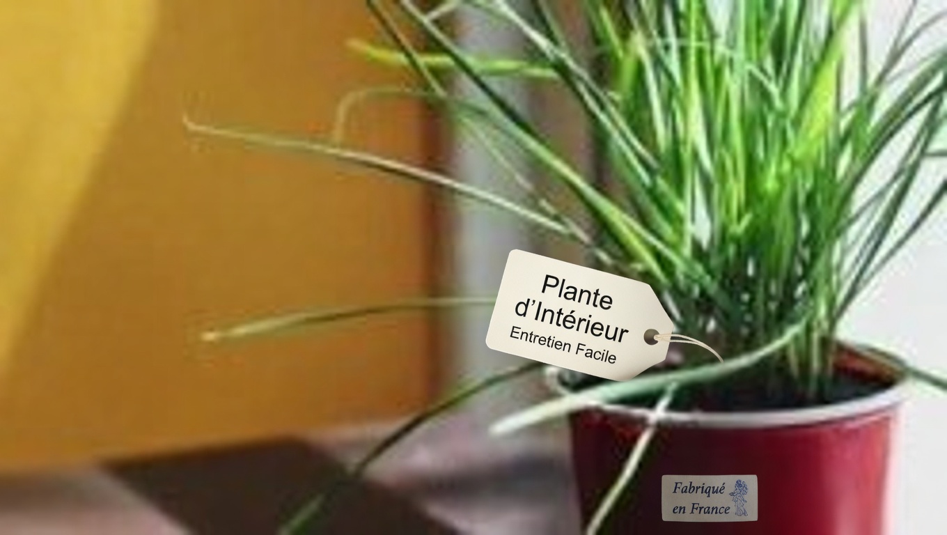 Les incroyables bienfaits de la sève de figuier : l’élixir caché de la nature