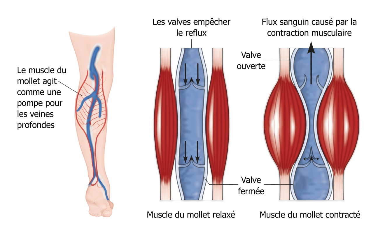 Pourquoi vos mollets sont appelés « le deuxième cœur »