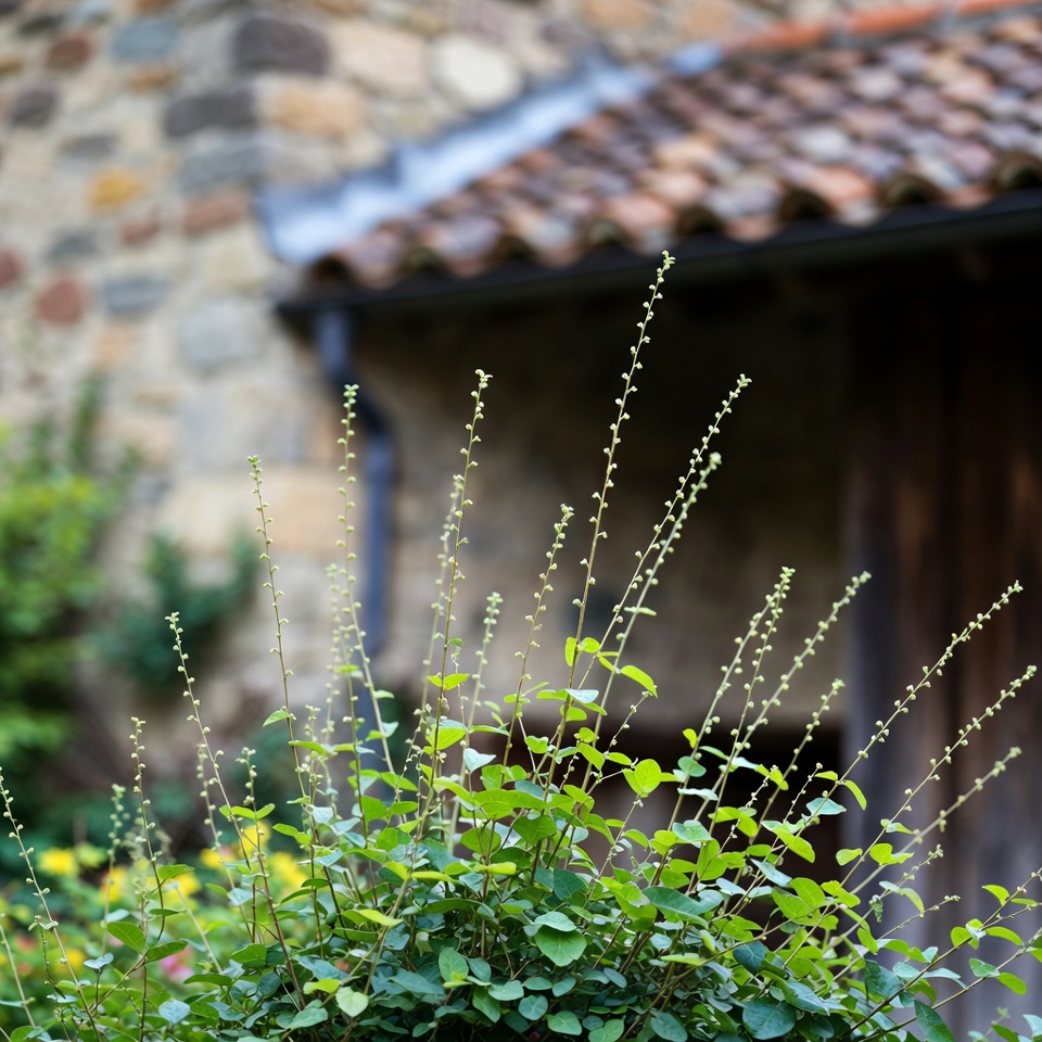 Phyllanthus niruri : le casseur naturel de calculs rénaux