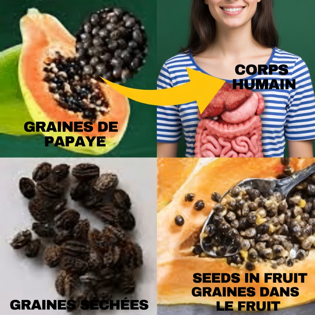 Explorer les bienfaits potentiels des graines de papaye pour le bien-être digestif et la santé globale