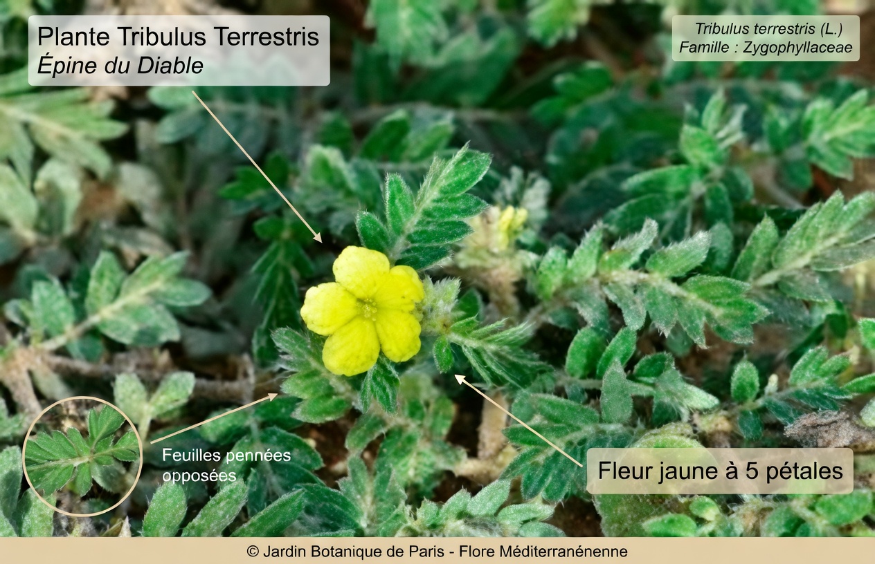 Qu’est-ce que la tête de chèvre (Tribulus terrestris) et pourquoi les couples en parlent-ils ?