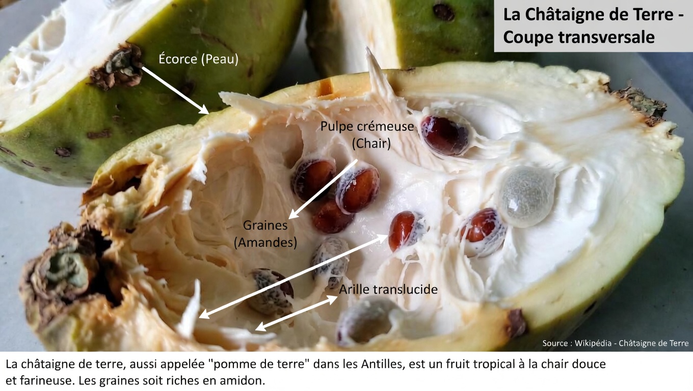 Chérimole : 10 façons simples d’ajouter ce fruit tropical crémeux pour un meilleur soutien antioxydant en vieillissant