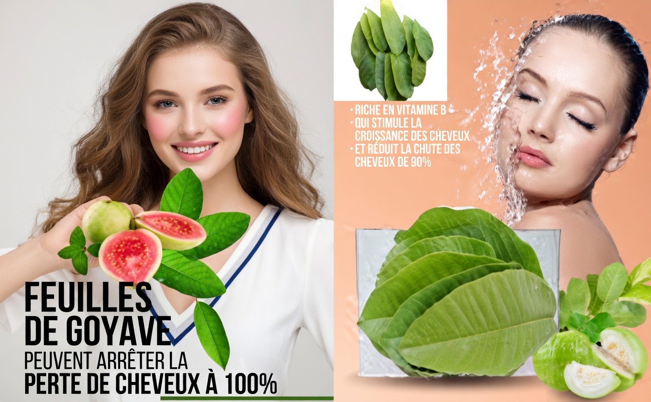 Les feuilles de goyave peuvent-elles favoriser des cheveux plus sains ? Exploration de leurs bienfaits potentiels et de la façon de les utiliser