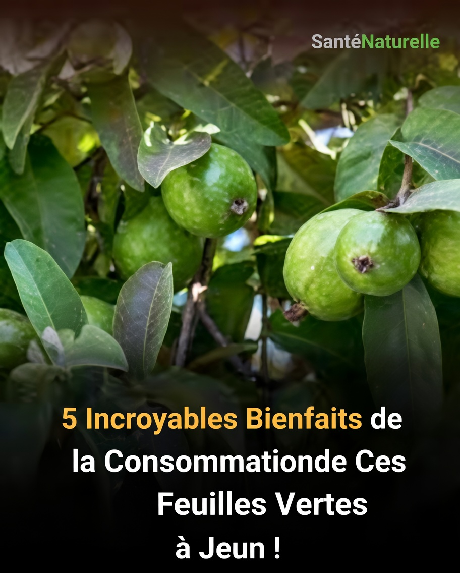 Les feuilles de goyave peuvent-elles favoriser des cheveux plus sains ? Exploration de leurs bienfaits potentiels et de la façon de les utiliser