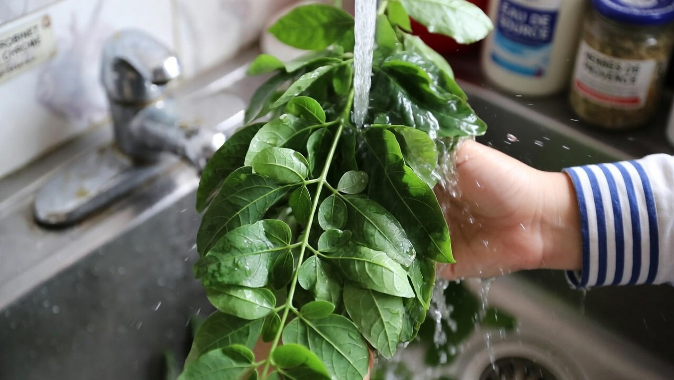 Explorer les bienfaits potentiels du thé de feuilles de moringa pour le bien-être : un rituel naturel au quotidien