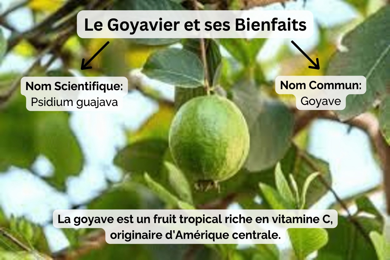 Explorer les moyens naturels de soutenir la santé des yeux avec la goyave : un guide simple