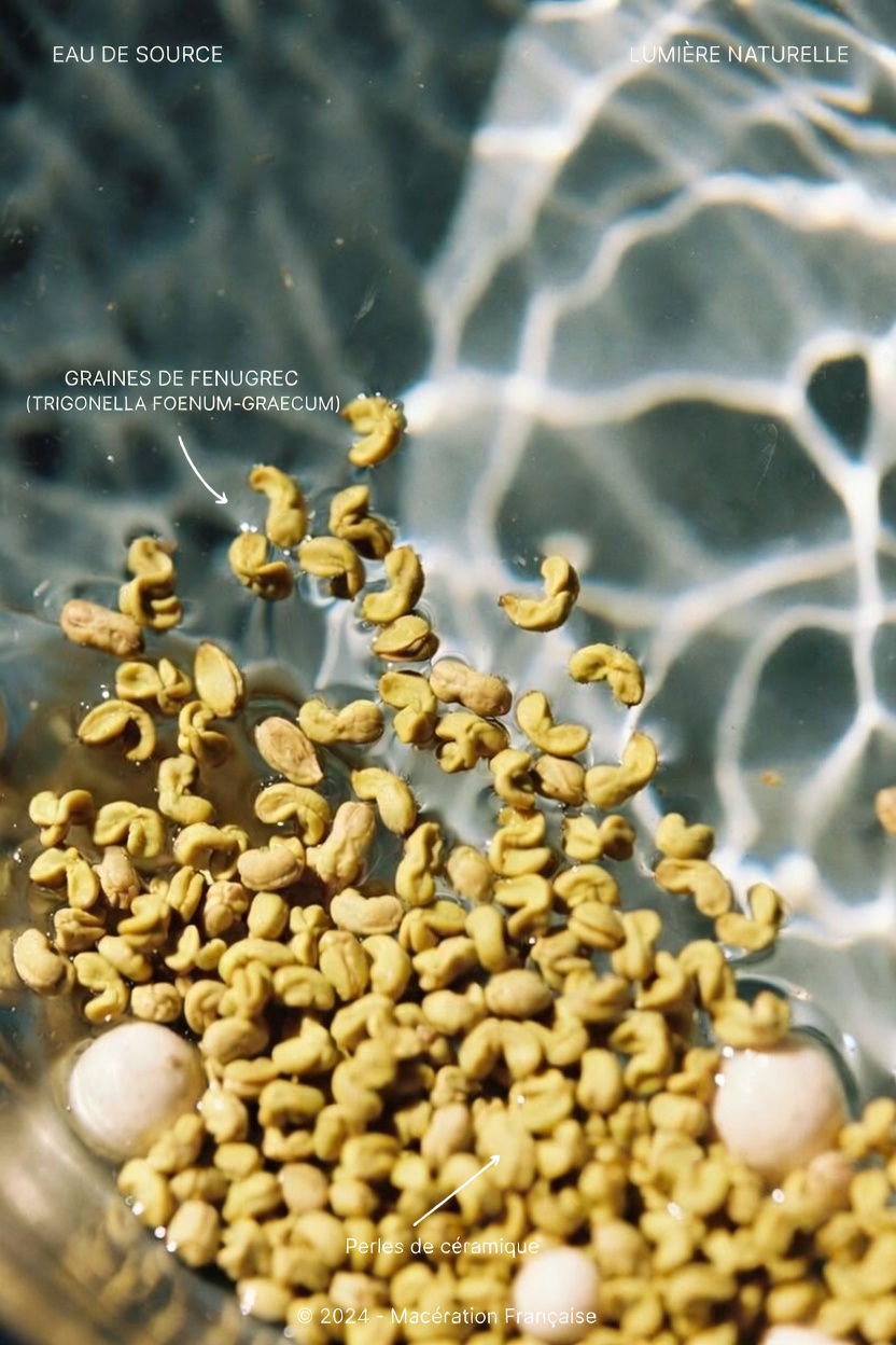 Graines de fenugrec : un moyen naturel de soutenir la santé des reins ?