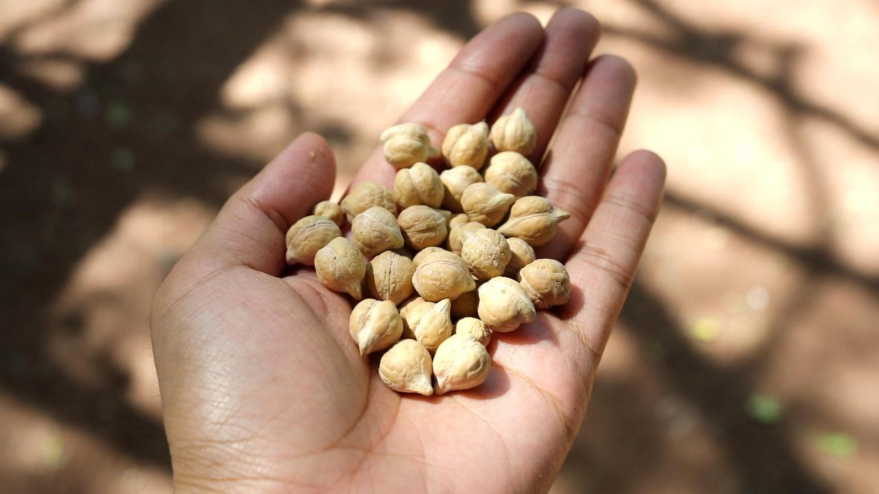 Seniors : 6 protéines à limiter et 4 choix plus sûrs en cas de problèmes rénaux
