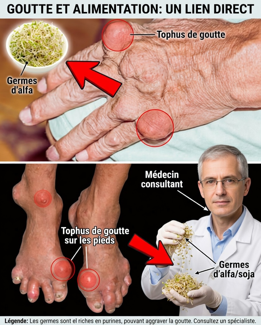 La luzerne : une douce alliée verte pour le bien-être des reins et des articulations