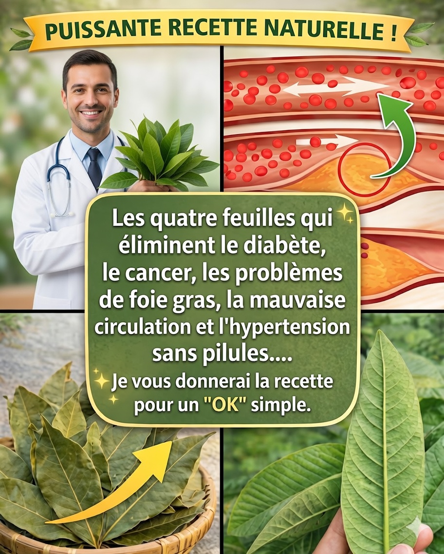 Les quatre feuilles médicinales : avocatier, goyavier, manguier et laurier — bienfaits et utilisations naturelles 🌿