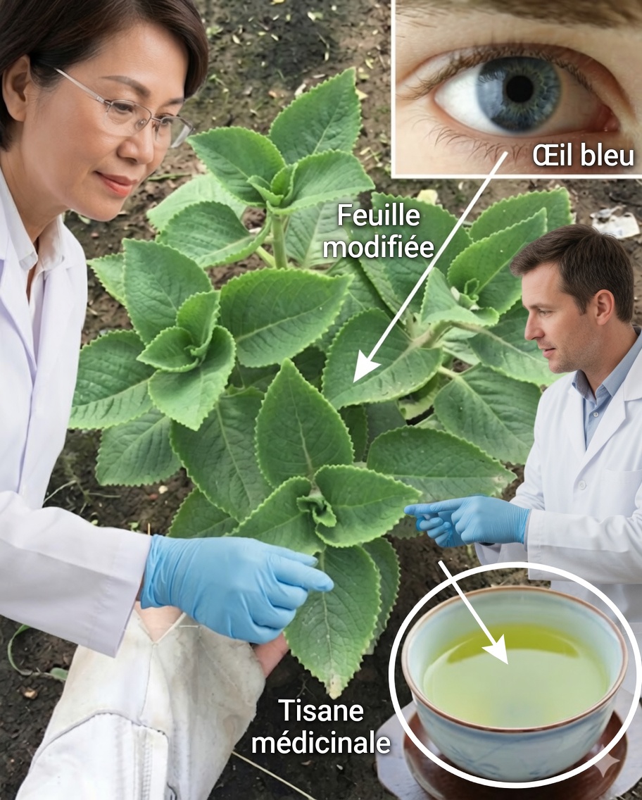 Remèdes naturels à base d'origan cubain pour améliorer la vue