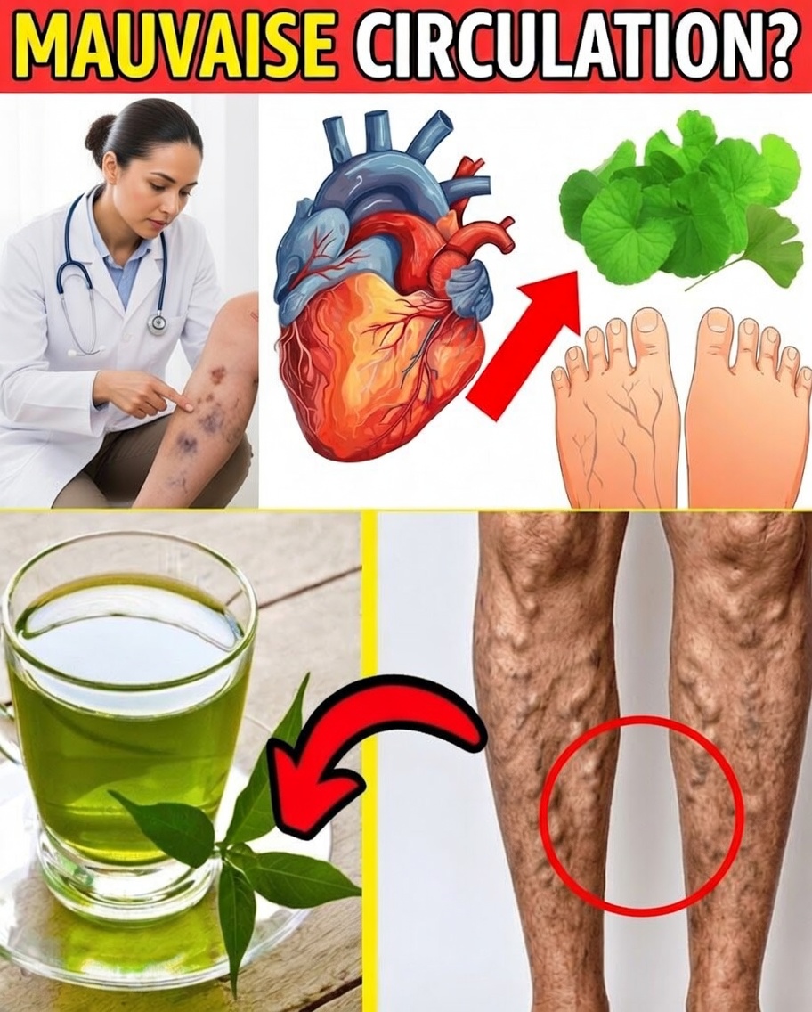 10 méthodes naturelles pour soulager l’inconfort des varices et améliorer la circulation sanguine