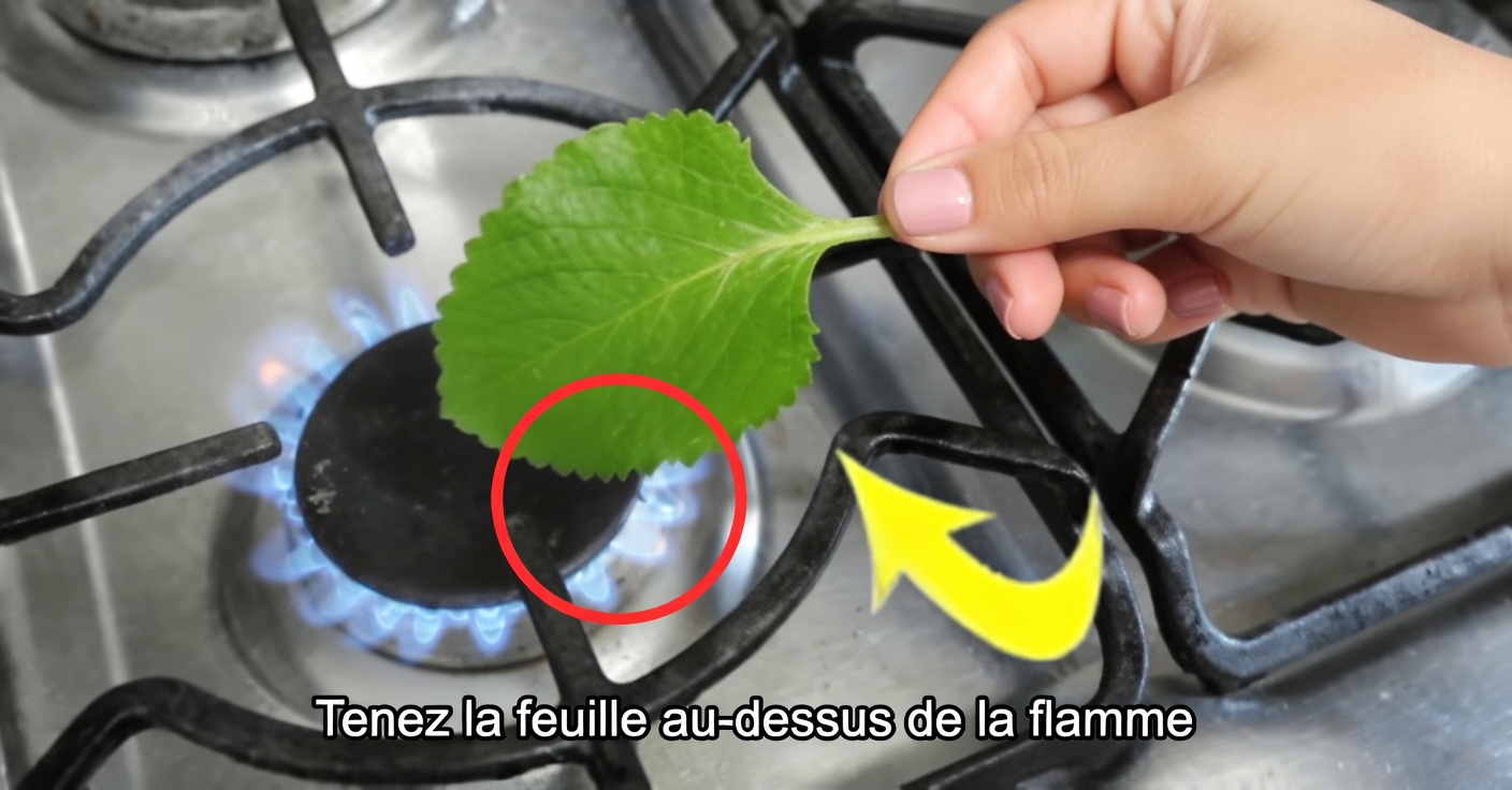 Bienfaits du chauffage de la feuille d’origan orejón