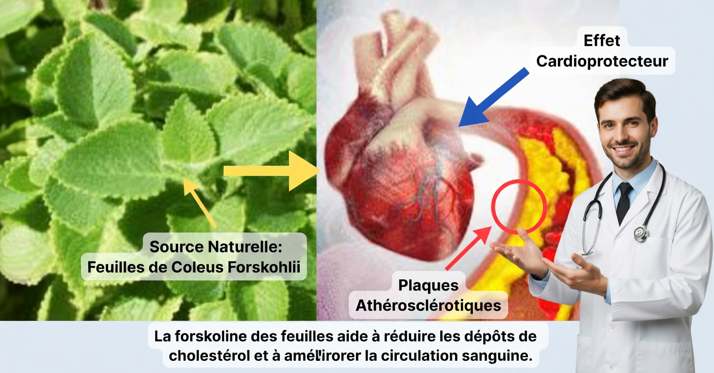 Remède pour les triglycérides : faites baisser le cholestérol avec du gingembre, de la menthe pouliot et de la cannelle