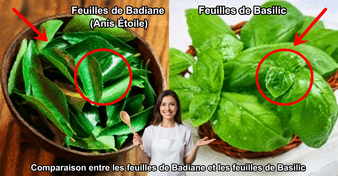Feuilles médicinales pour la vue : essentielles pour votre santé oculaire