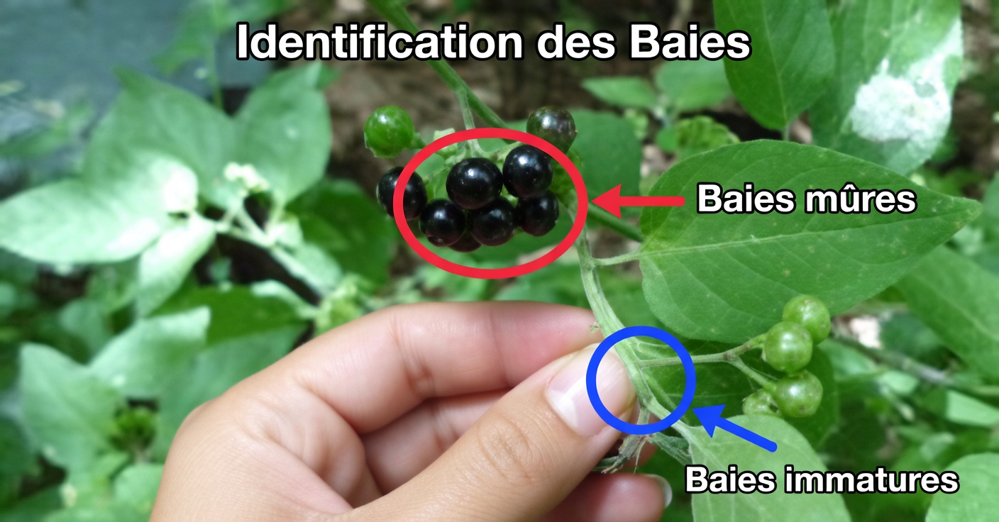 Morelle noire : bienfaits et recettes naturelles