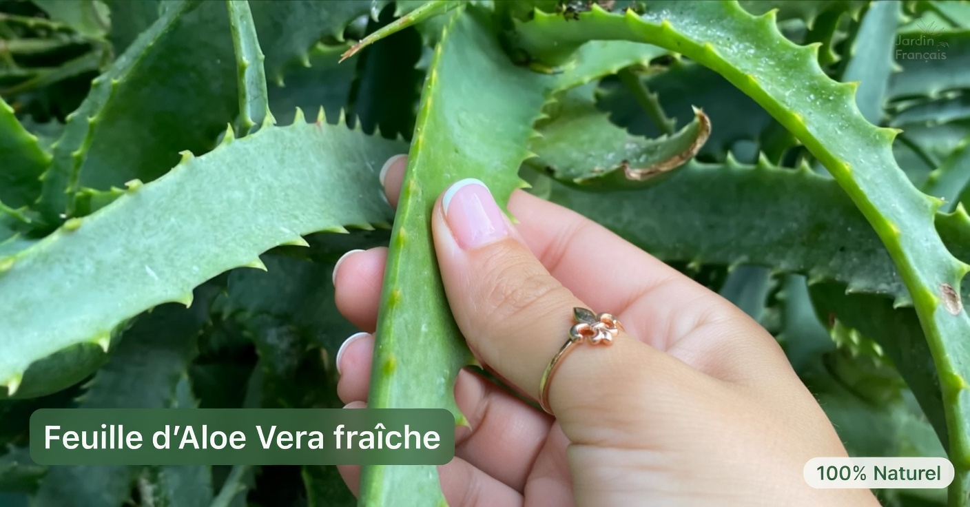 Pois chiches et œufs : une alternative sans viande riche en protéines