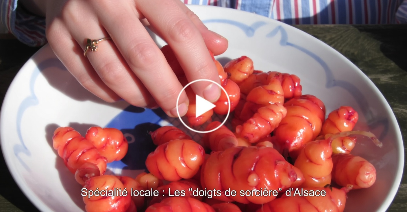 Découvrez les bienfaits naturels du thé à l’hibiscus pour la perte de poids