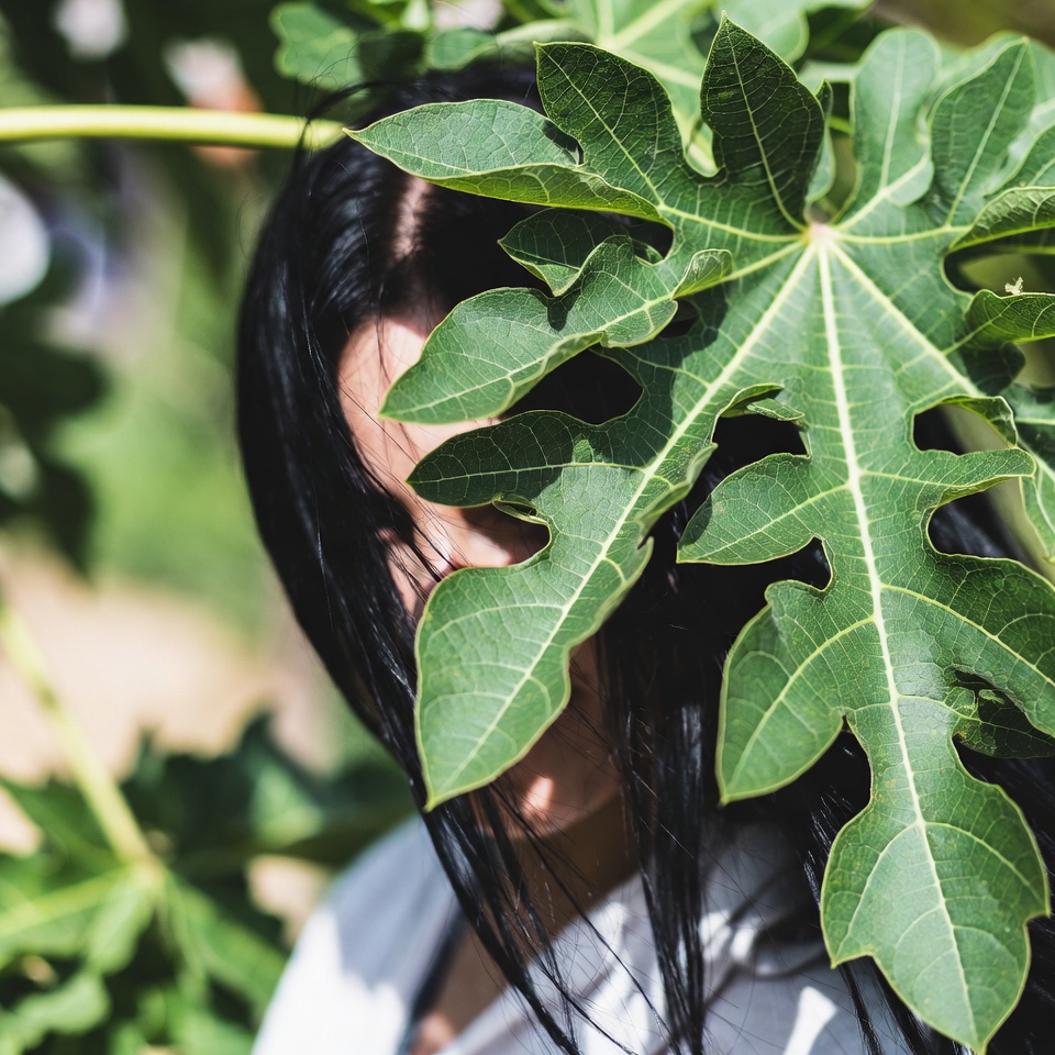 Les feuilles de papayer pour les cheveux : une habitude naturelle que beaucoup de personnes négligent ?
