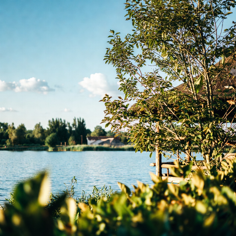La feuille qui pourrait transformer votre santé pour toujours : découvrez le pouvoir du neem pour aider à contrôler le diabète, faire baisser la tension et dire adieu à la douleur