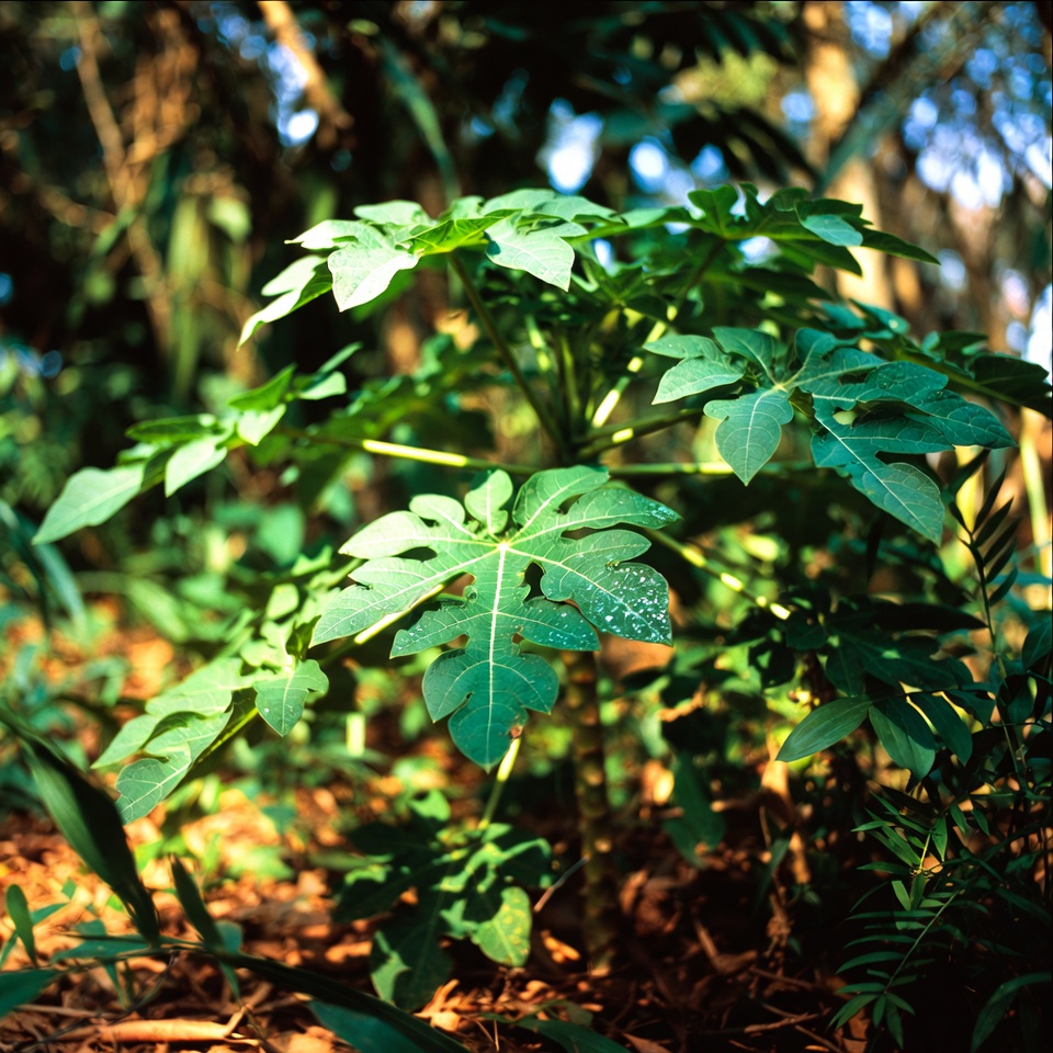 Découvrez le pouvoir secret de la sève de papaye : le trésor caché de la nature pour votre bien-être
