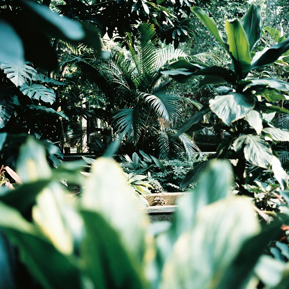 Saviez-vous que certaines feuilles vertes courantes des jardins vietnamiens peuvent vous aider à mieux dormir la nuit ?